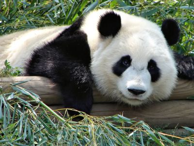 Grant Park Zoo
