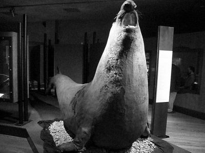 The Museum of Natural History of Nice