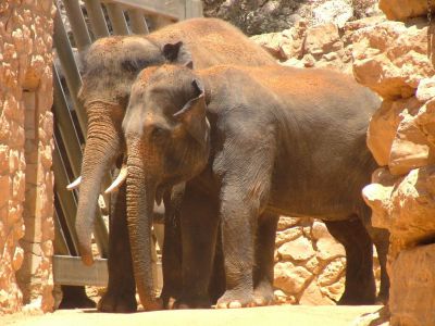 Biblical Zoo