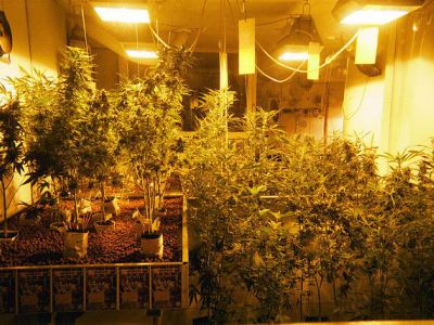 Hash, Marijuana & Hemp Museum