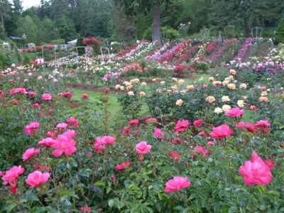 Portland Rose Gardens