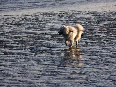 North Bull Island