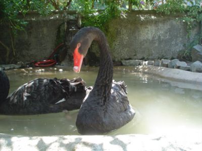 Santiago Zoo