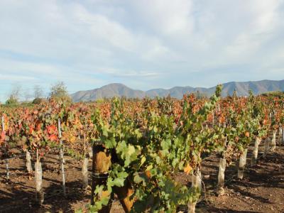 Vina Undurraga