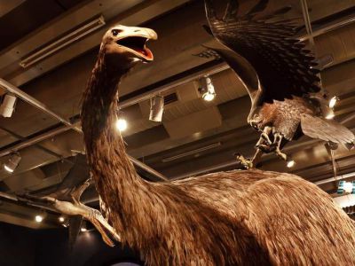 Museum of New Zealand Te Papa Tongarewa