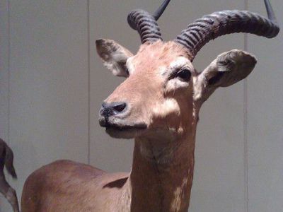 Natural Science Museum