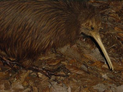 Southern Encounter and Kiwi House