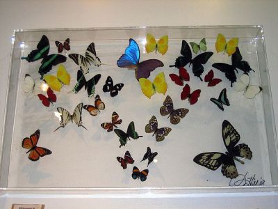 Butterfly People Gallery