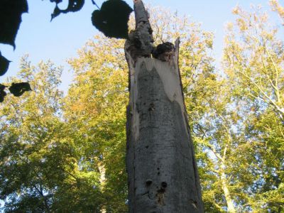 Stadspark