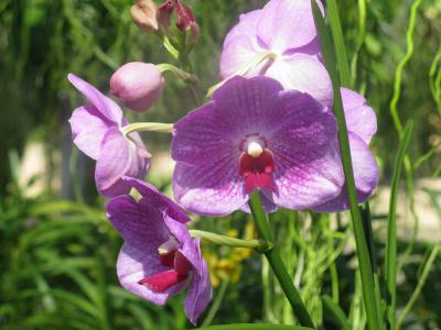 Orchid Farm