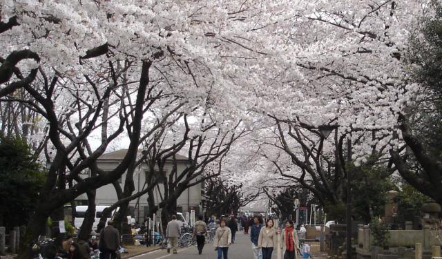 Kitanomaru Park Walking Tour