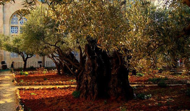 Mount of Olives Walking Tour of Jerusalem