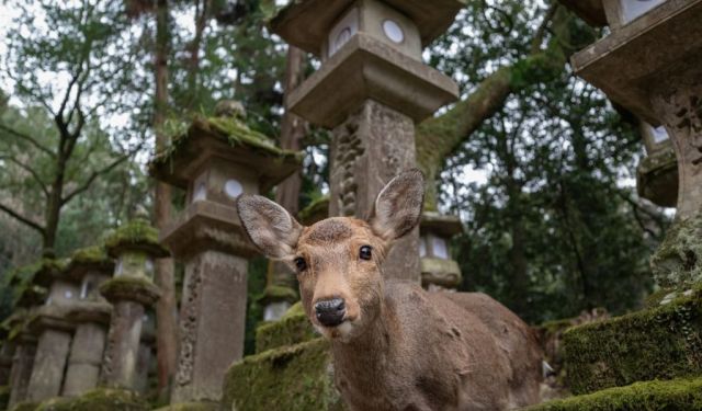 Nara Day Trip Guide: Cycling, Deer & Temples in Japan