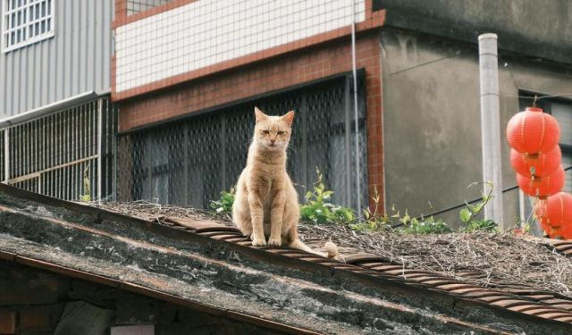 Unusual Things to Do in Taipei