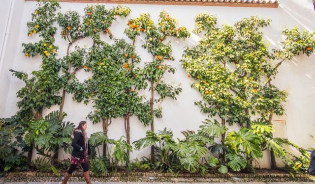 One Perfect Day in Cordoba