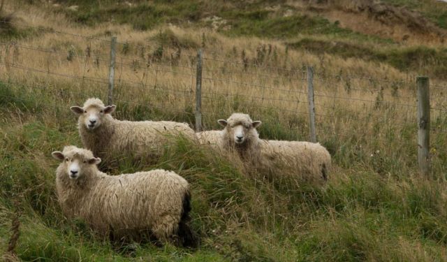 Fun and Unique Things to Do in Dunedin, New Zealand