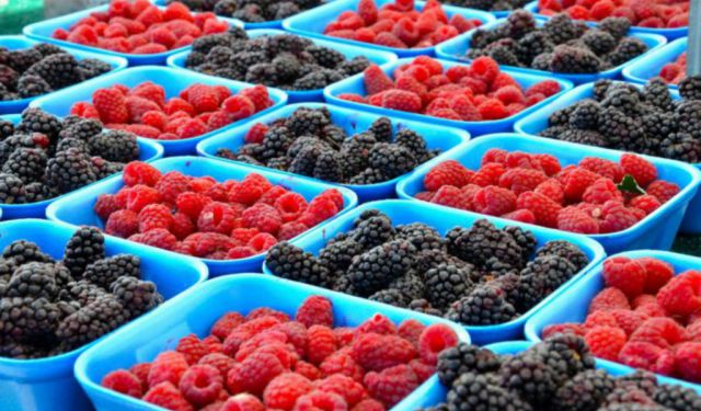 My 2016 Edmonton Summer Guide