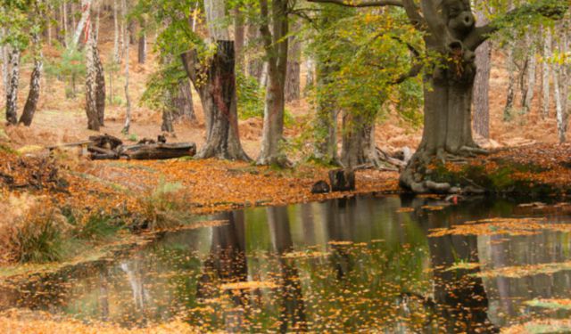 Brownsea Island - Dorset's Wildlife Haven