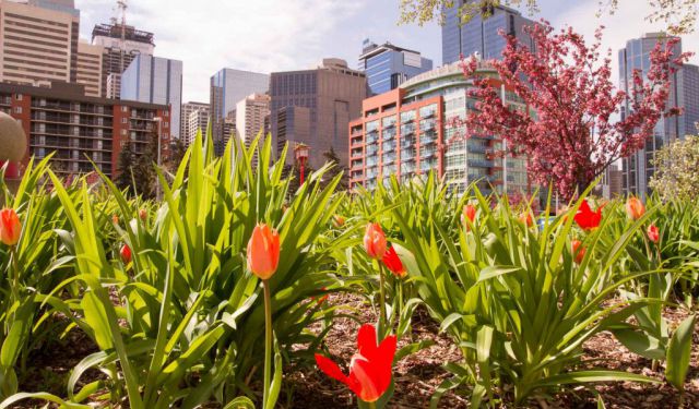 Calgary – From Foodtrucks to Jamaican Bobsledding