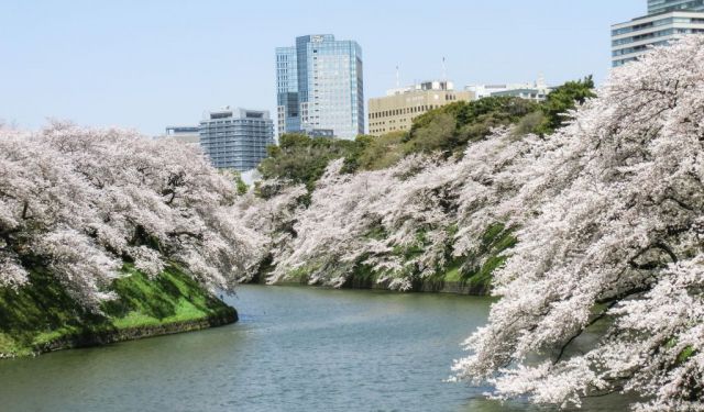 Imperial Palace / Chidorigafuchi Cherry Blossom Festival