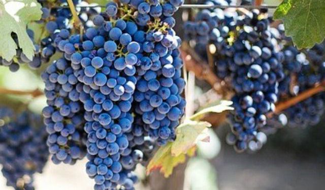7 of the Best Heurige (Wine Taverns) in Vienna