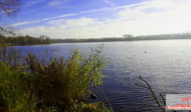 The Amsterdam Forest