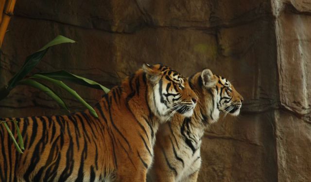 6 Fun Activities to Do Around Jakarta