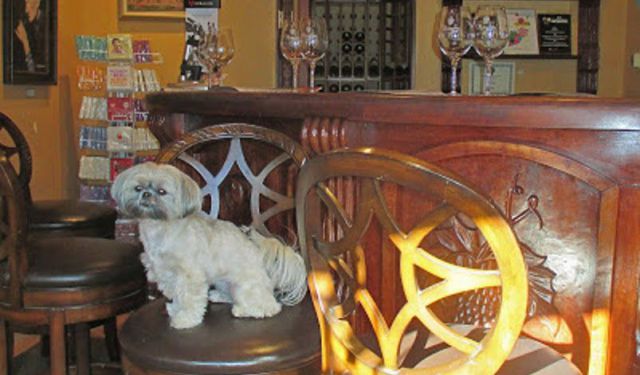 15 Best Dog Friendly Restaurants in Carmel-by-the-Sea