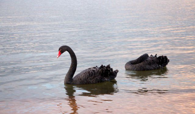 Experiencing Maori Culture in Rotorua, New Zealand