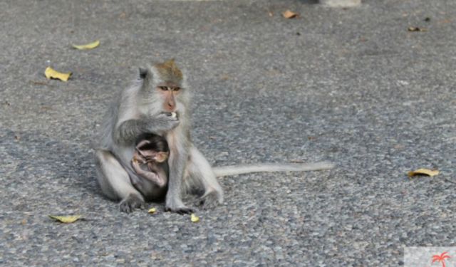 Tips for Visiting and Surviving the Ubud Monkey Forest in BA