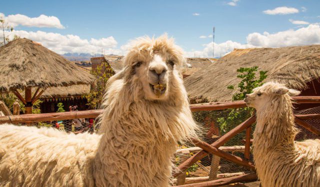 Alpaca Clothing Shopping Tips for Cusco, Peru