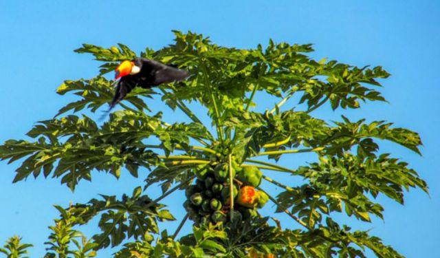 Traveling Tips for the Pantanal