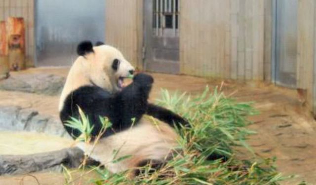 All About the Giant Panda Family in Ueno Zoo, Tokyo