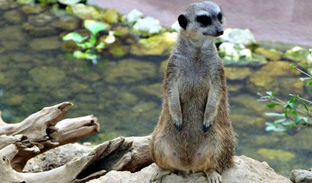 Cebu Safari and Adventure Park