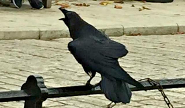 Ravens Protect the Tower of London