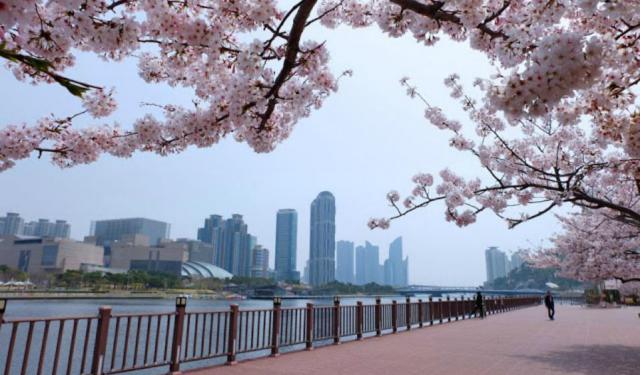 Cherry Blossom Binge Continues in Busan