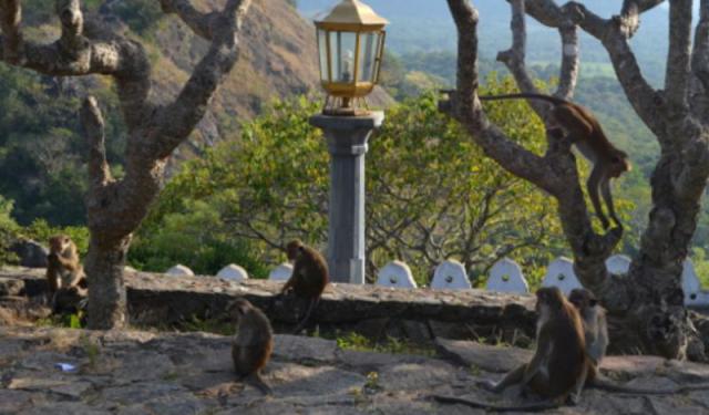 Two Days in Dambulla, Sri Lanka