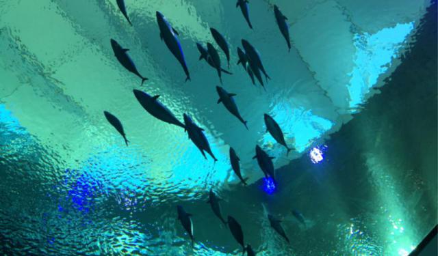 Things to Do in Miami under $30