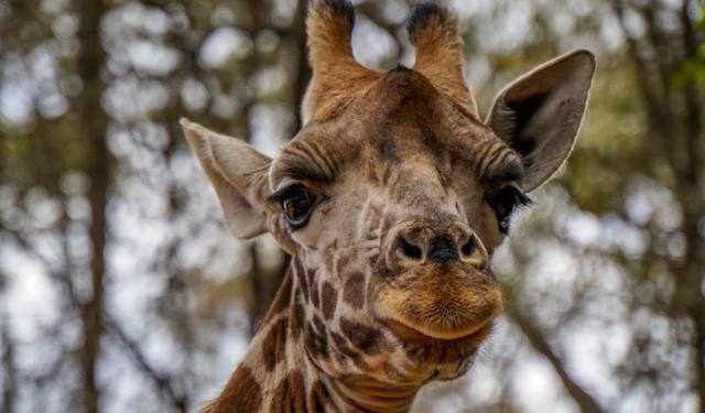 Top Things to Do around Nairobi
