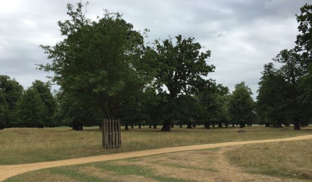 Exploring Bushy Park, London