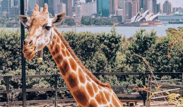 How to Spend a Perfect Day in Sydney