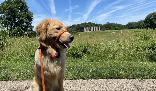 Top 10 (Mostly Dog-Friendly) Washington DC Gardens