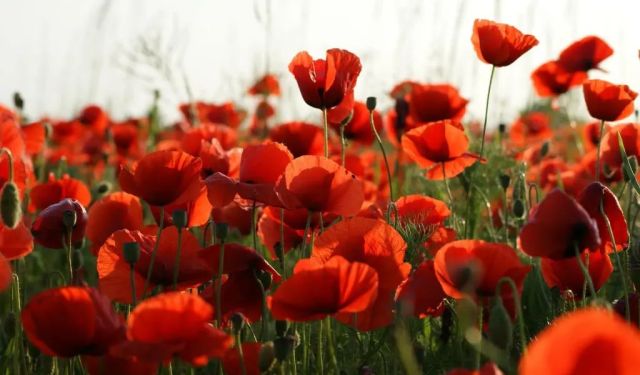 Visit Flanders Fields: What You Should See in Ypres