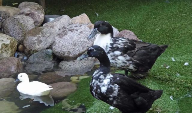 A Stroll in Chicago’s Old Town