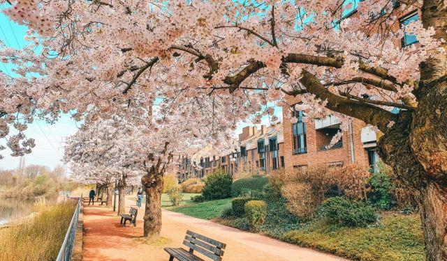 Sakura in Duesseldorf