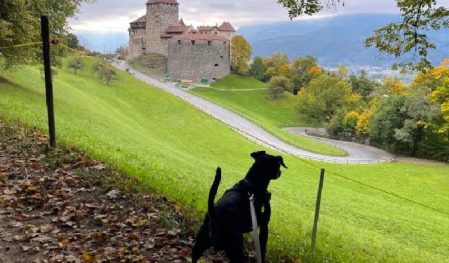 Is Liechtenstein Dog-Friendly? Vaduz With a Dog