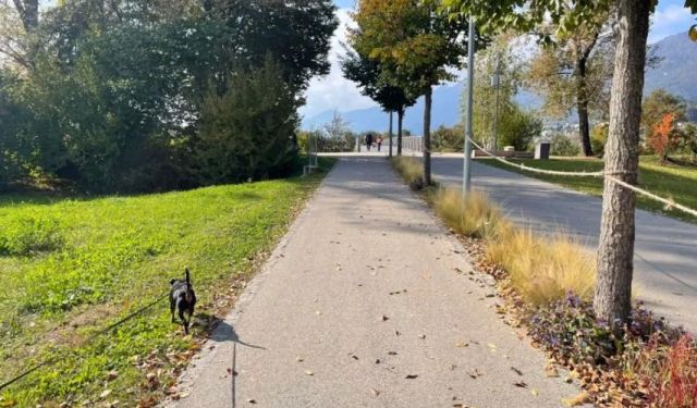 Is Locarno Dog-Friendly?