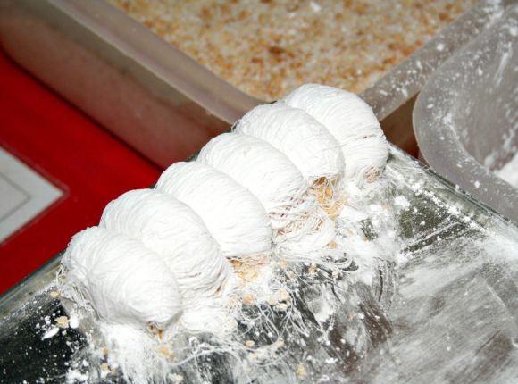 Dragon's Beard Candy (龙须糖 )