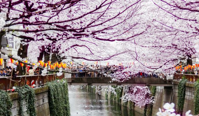 Nakameguro and Daikanyama Walking Tour