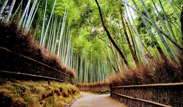 Arashiyama and Bamboo Grove Walking Tour, Kyoto